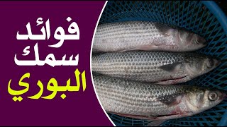 ما هي فوائد سمك البوري ؟