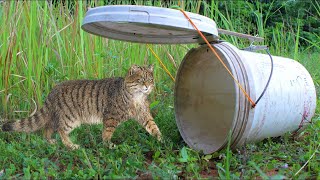 Simple Wild Cat Trap - Wild Cat Trap Using Plastic container#