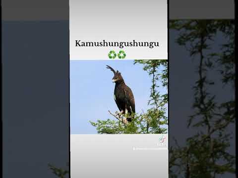 kamushungushungu audio official ■ Ankunda Omunyankore [Nkore]