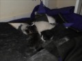 Chantons Chantons Petits Chatons