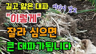 길고얇은 대파 버리지 말고 이렇게 잘라 심으면 큰대파가됩니다 대파잘라심는법 대파재배방법 대파심는방법