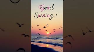 Jimmy Buffett ~ Silver Wings