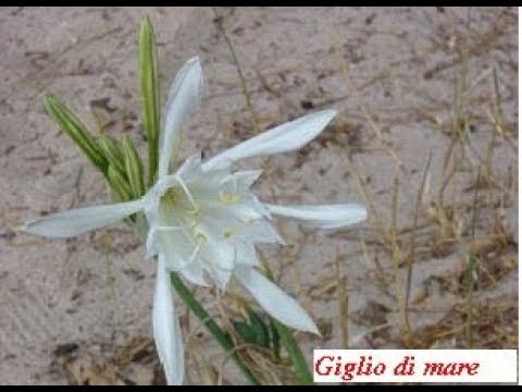 Il correttore di bozze da pigmentary nota il prezzo Solo rosso hanno lentiggini