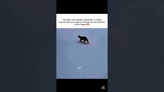 The reason why Catwalk is parameter of models 🔥 || #shorts #zo