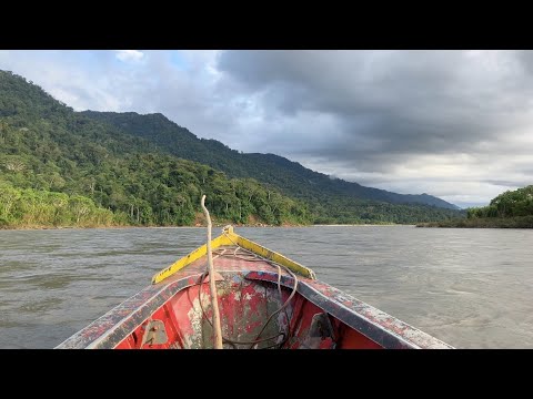 Amazon Rainforest - Manu National Park - May 2025
