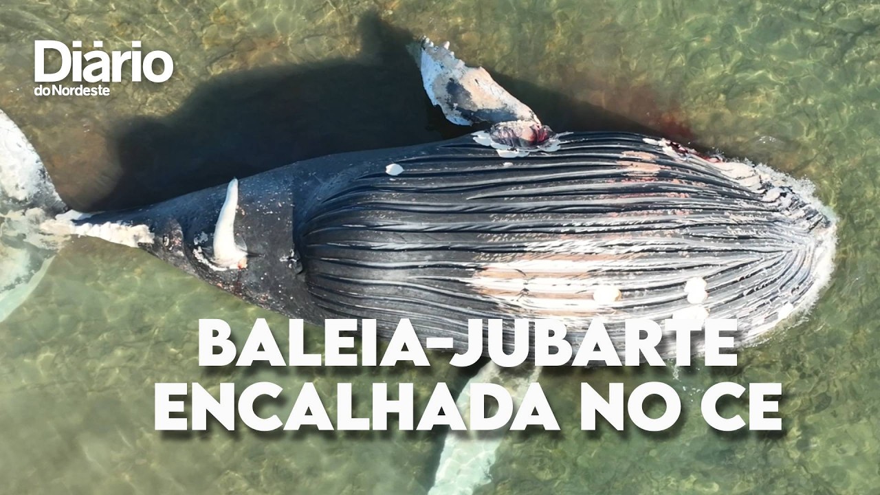 Imagem da notícia Baleia-jubarte encalha sem vida em Icapuí