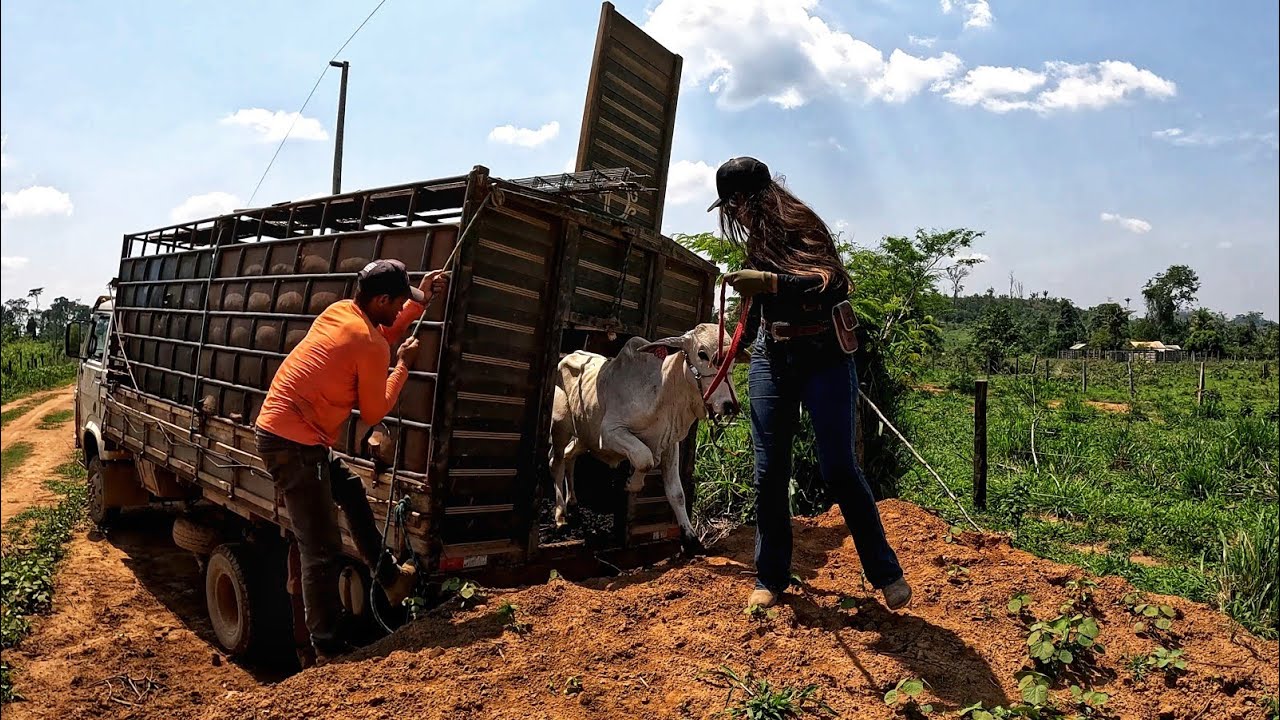 MEU BEZERRO FOI EMBORA!