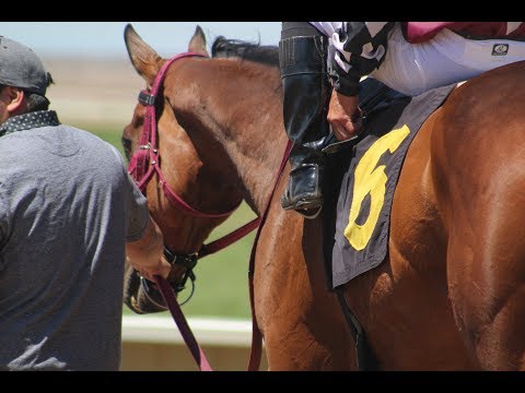 Quick Trick - Celtic Racing - Arapahoe Park - June 4, 2017