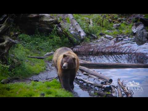 Scenic Tour: Totem Poles, Sitka History, and Fortress of the Bears