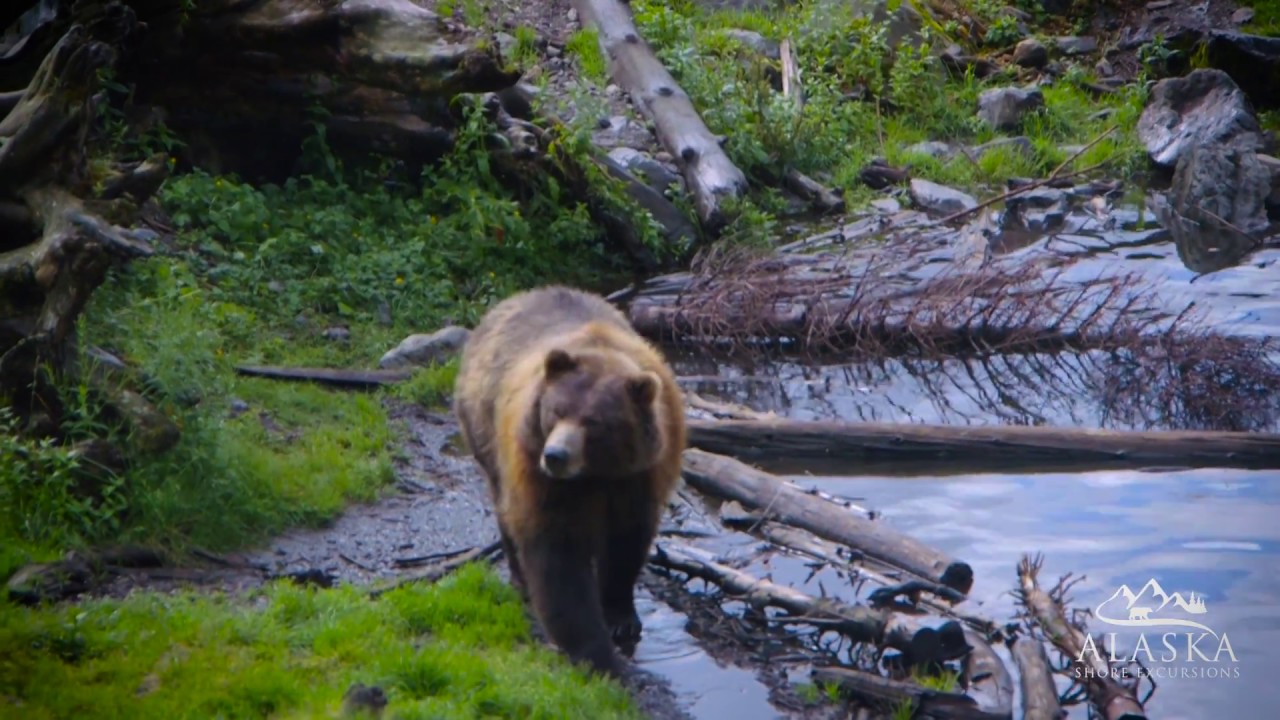 Scenic Tour: Totem Poles, Sitka History, and Fortress of the Bears