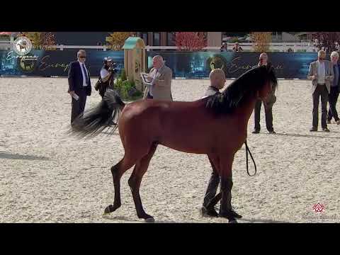 N.51 M.M.SHALIMAR - European Championship 2020 - Prague - Colts 2 Years Old (Class 5A)