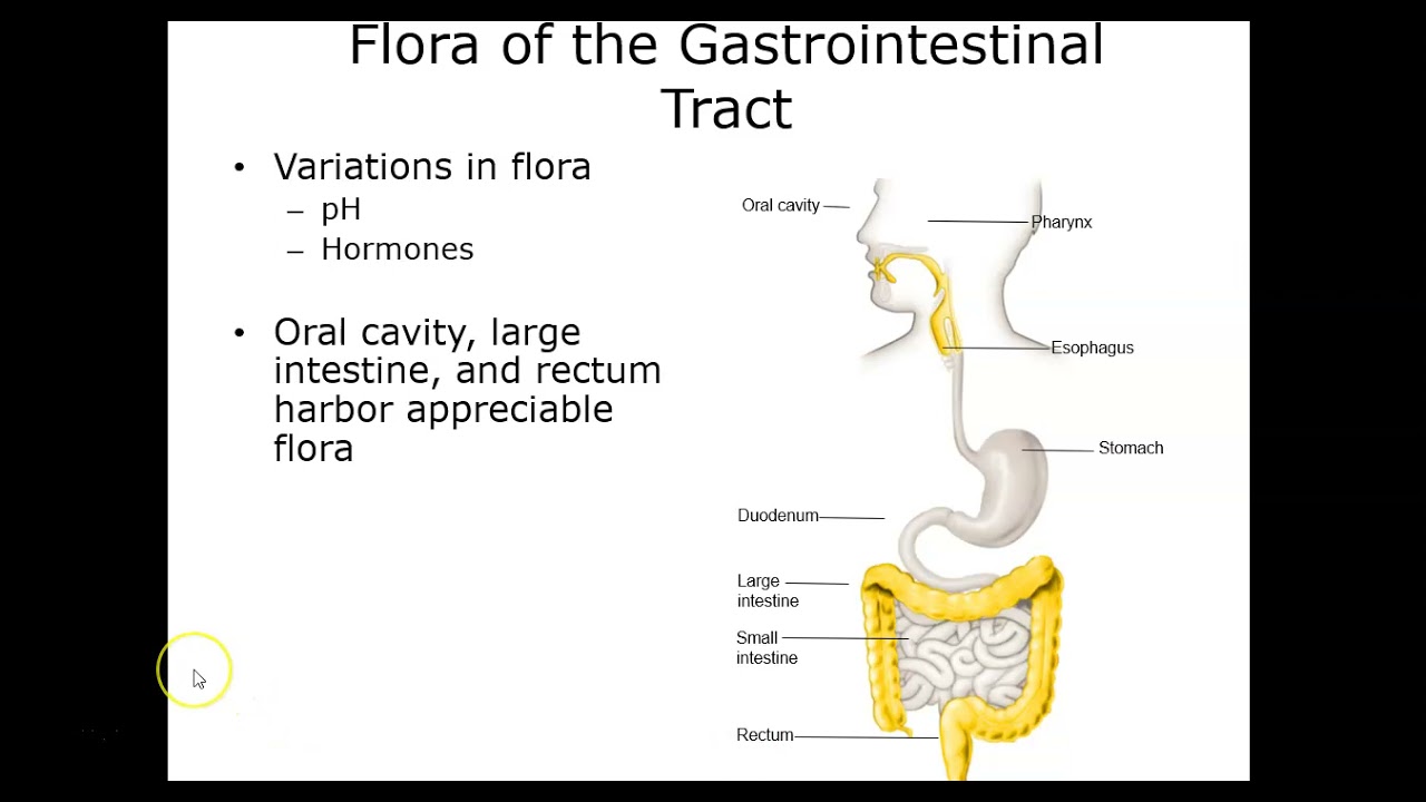 BIO 235 Chapter 13 Lecture
