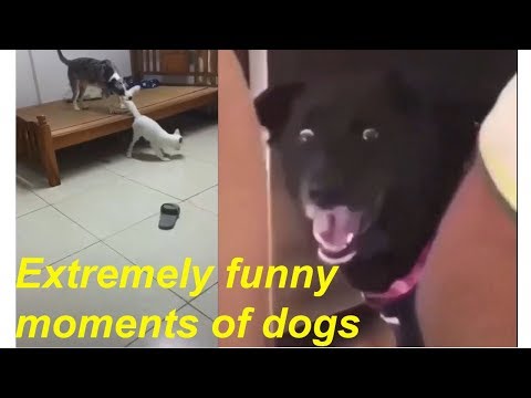 Chết cười với những chú chó vui tính