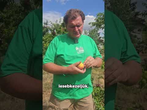 Széttört őszibarack fa