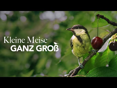 Kleine Meise ganz groß