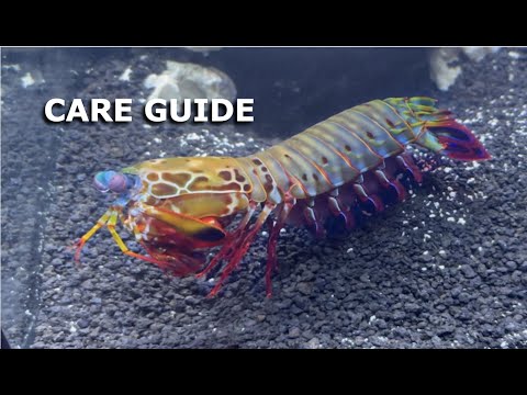Ultimate Giant Mantis Shrimp: Beginners Care Guide