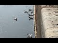 Seagull Breakfast Time