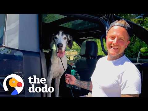 Great Dane Was 100 Pounds Underweight — Look At Him Now | The Dodo