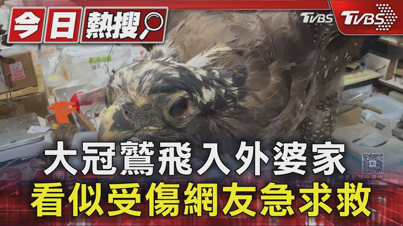 大冠鷲飛入外婆家 看似受傷網友急求救｜TVBS新聞 @TVBSNEWS01