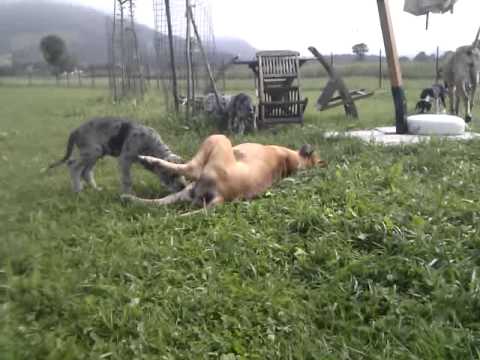 Pulsatilla grandis Litter "P" , Ajda and Unique