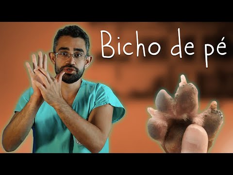 Tungíase (Bicho-de-pé) em cães e gatos | Dica Veterinária #67