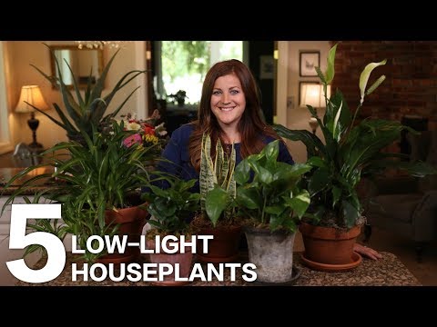 5 Low-Light Houseplants 🌿 // Garden Answer
