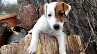 SHADES APART - FEARLESS (with lyrics)