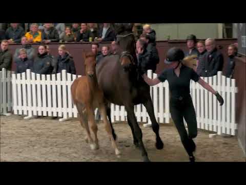 Lipas Feingold e. Blue Hors Feinstar/Schwartzgold/Camerlengo