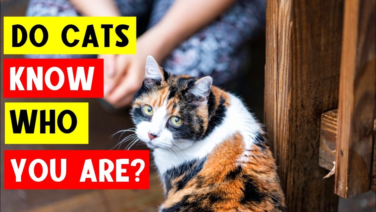 CAN CATS RECOGNIZE THEIR OWNERS?