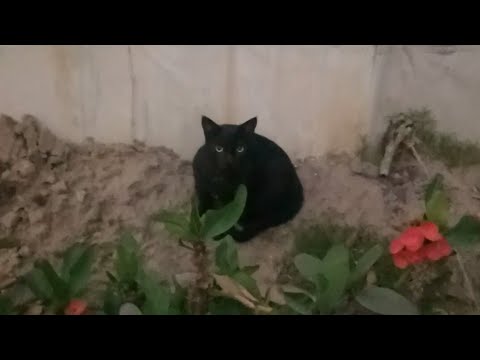 Conversation with Black Cat || Rabii Awan