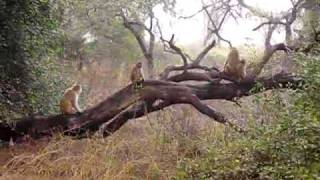 preview picture of video 'Monkeys in Keoladeo Ghana National Park, Bharatpur'