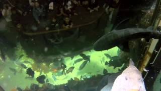 preview picture of video 'Monterey Bay Aquarium Kelp Forest Feeding Show: A Diver's Point of View'