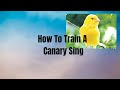 How To Train A Canary To Sing