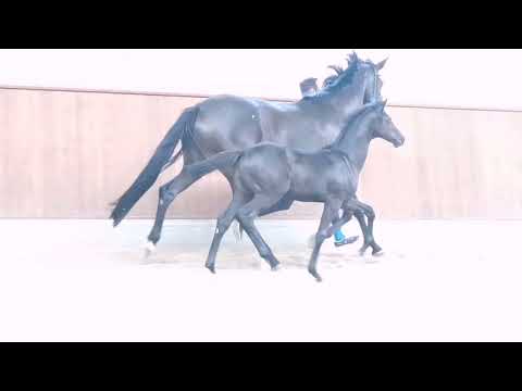 Beautiful Dressage filly, by Feliciano x Bon Coeur x Wynton x Gribaldi. 1.4.2023