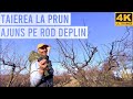 Taierea La Prun Ajuns Pe ROD DEPLIN