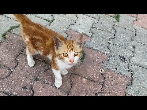 The hungry kitten living on the street wants food from me. I gave him food. 😥😍