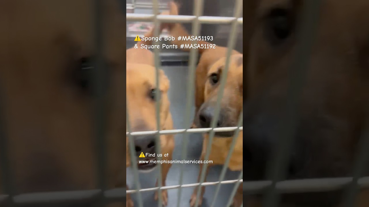 Sponge Bob, a Adoptable Mixed Breed in Memphis, TN video 6/6