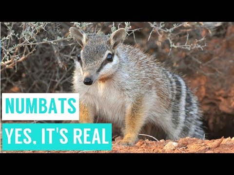 download lagu mp3 mp4 Numbat, download lagu Numbat gratis, unduh video klip Numbat