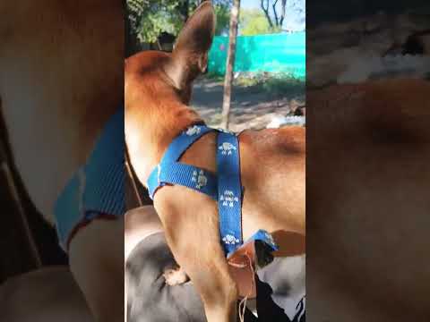 Bailando #casagrande #miradacanina #cordoba #funny