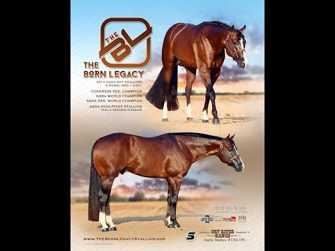 THE BORN LEGACY & ANDREW SHARP - 2019 ALL AMERICAN QUARTER HORSE CONGRESS