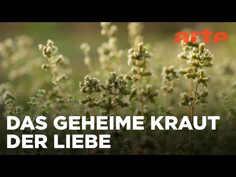Majoran aus Zypern | Die Welt der Gewürze | ARTE Fernweh