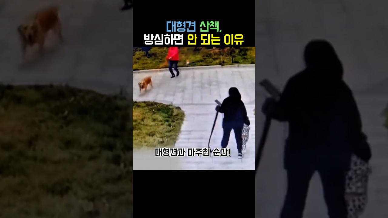 대형견 산책, 방심하면 안 되는 이유