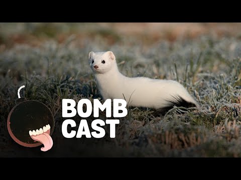 Giant Bombcast 708: wallbabies