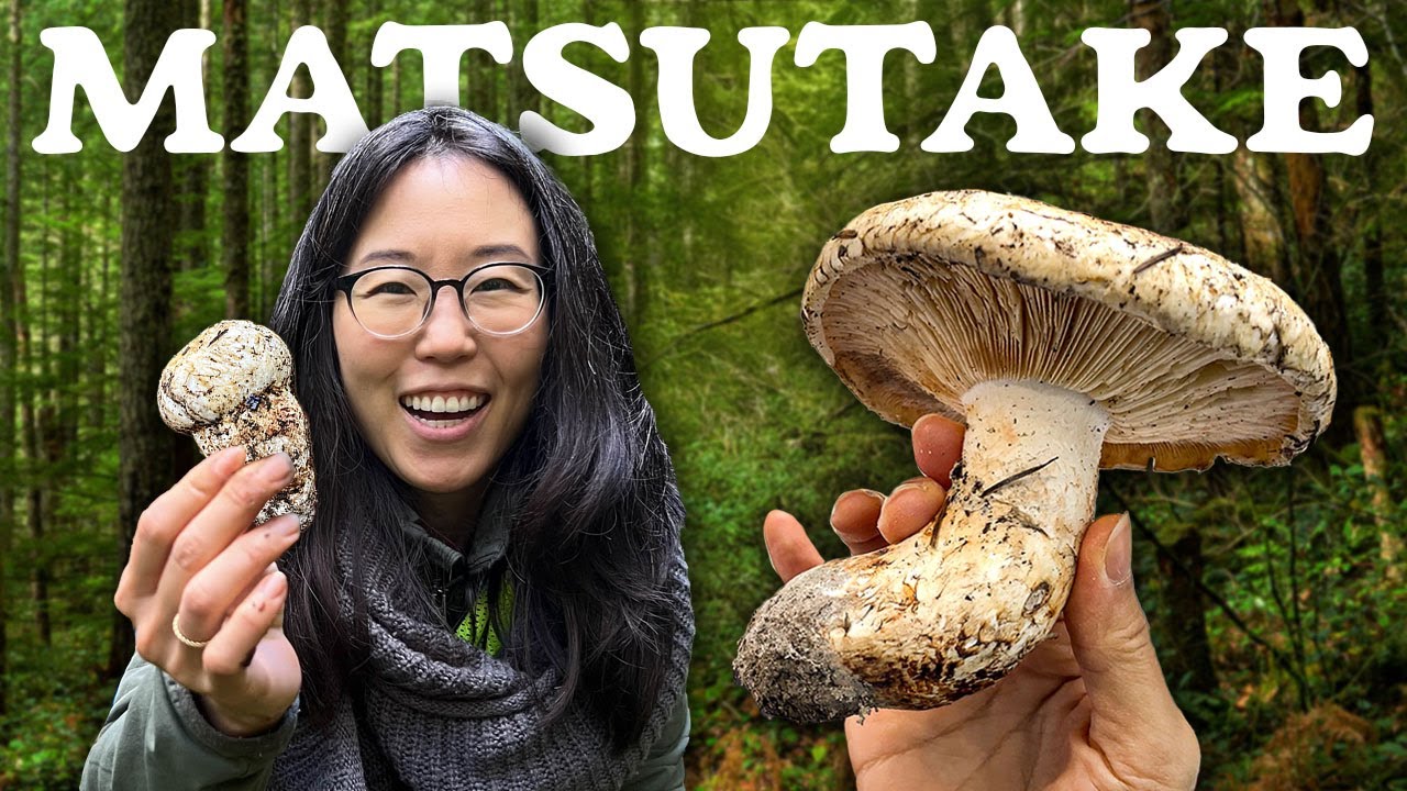 Foraging MATSUTAKE MUSHROOMS 🍄‍🟫 Hunt & Cook: We find CHANTERELLES too!