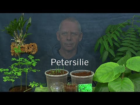 Honig-Massage der Prostata auf einem Video Krebs der Prostata-Adenom Prognosen