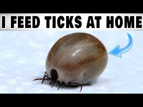 HOW CAN I FEED TICKS AT HOME!