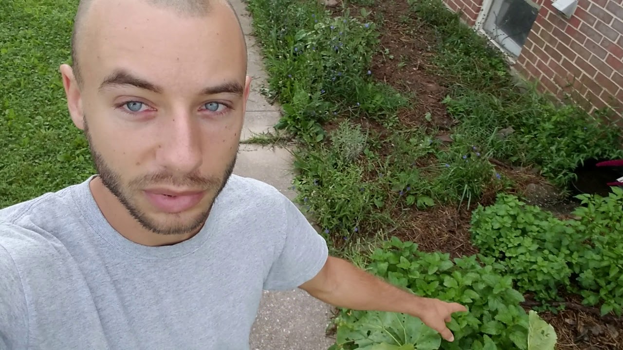 Growing Mint: A Choice Ground Cover - YouTube