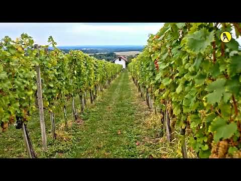 OCANACUVIN SRL - Crama de Vin Cluj-Napoca