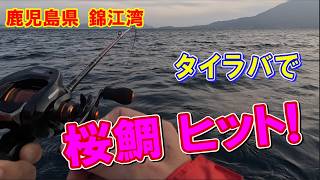 海鱗Karinで桜鯛タイラバ！ついに竿が曲がった