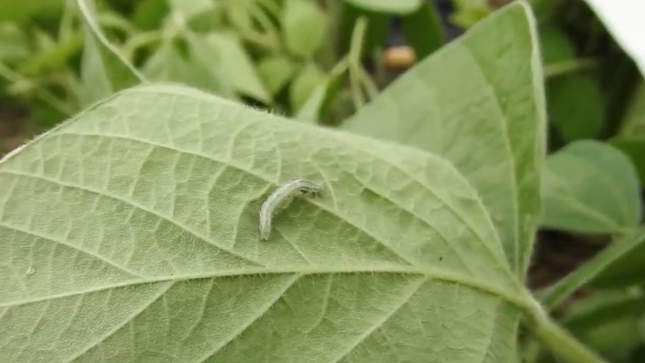 Como controlar o ataque das lagartas na soja